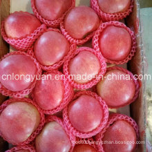 China Origin Fresh Qinguan Apple